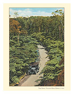 Jungle Tree Ferns - Volcano Road, Big Island, Hawaii - c. 1920's - Fine Art Prints & Posters