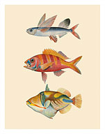 Fish of Hawaii Triptych - Flying Fish, Ruby Snapper Onaga & Reef Triggerfish - Fine Art Prints & Posters