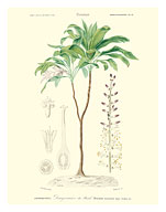 Flowering Dracaena (Corn Plant) - c. 1849 - Fine Art Prints & Posters