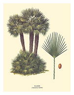 Dwarf Palm Tree - Palmier (Chamaerops Humilis) - c. 1967 - Fine Art Prints & Posters
