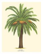 Canary Island Date Palm Tree - Palmier (Phoenix Canariensis) - Fine Art Prints & Posters