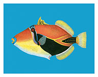 Humuhumu Engraving, Hawaii State Fish - Fine Art Prints & Posters