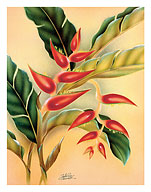 Heliconia, Hawaiian Tropical Flower - Fine Art Prints & Posters