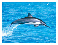 Hawaiian Spinner Dolphins - Fine Art Prints & Posters
