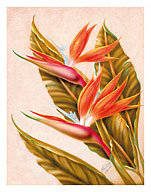 Hawaiian Bird of Paradise - Fine Art Prints & Posters