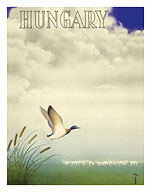 Hungary - Hortobágy National Park - Hungarian Duck - Fine Art Prints & Posters