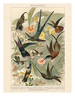 Exotic Humming Birds (Kolibris) - Bookplate from Brockhaus' Konversations-Lexikon Vol. 2 - Fine Art Prints & Posters