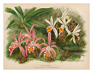 Orchids - (Pleiones Maculata and Lagenaria) - Illustration from The Orchid Album (1887) - Fine Art Prints & Posters