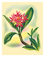 Pink Plumeria - Fine Art Prints & Posters