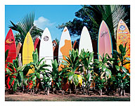 Old Surfboards Never Die, Hawaii - Fine Art Prints & Posters