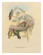 Bruijns Pygmy Parrots (Nasiterna Bruijnii, Salvad) - Fine Art Prints & Posters