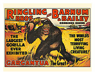 Gargantua, the Great Gorilla - Ringling Brothers and Barnum & Bailey Circus - Greatest Show on Earth - c. 1900's - Giclée Art Prints & Posters