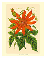 The Passion Flower (Tacsonia buchanani) - Passiflora Vitifolia - c. 1930's - Fine Art Prints & Posters