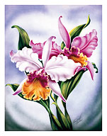Hawaiian Pink Orchid - Fine Art Prints & Posters