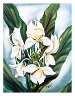 Hawaiian White Ginger - Fine Art Prints & Posters