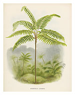 Tree Fern, 18th Century - Fine Art Prints & Posters