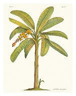 Banana Tree, 18th Century - Fine Art Prints & Posters
