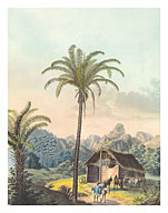Arecoideae Palm Trees - Serra dos Órgãos, Brazil - Fine Art Prints & Posters