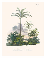 Tucum Palm Tree (Astrocaryum Vulgare) - Itapicuru, Brazil - Fine Art Prints & Posters