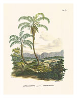 Javirá Palm Tree (Astrocaryum Campestre) - Tejuco and Vão, Brazil - Fine Art Prints & Posters