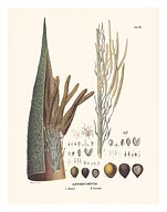 Jauari Palm Tree (Astrocaryum Jauarí) - Flower and Seed - Fine Art Prints & Posters