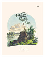 Peach Palm (Bactris Gasipaes) - Rio Japura, Brazil - Fine Art Prints & Posters