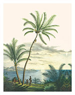 Coconut Palm Tree (Coco Nucifera) - Bahia, Brazil - Fine Art Prints & Posters