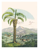 Jelly Palm Tree (Butia Capitata) - Minas Gerais, Brazil - Fine Art Prints & Posters