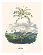 Jatá Palm Tree (Syagrus Cocoides) - Almeirim, Pará, Brazil - Fine Art Prints & Posters