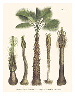 Bahia Piassava Palm Tree (Attalea Funifera) - Trunk and Stem - c. 1800's - Fine Art Prints & Posters