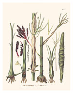Chamaedorea Elatior Palm Tree - Stem and Flowers - c. 1800's - Fine Art Prints & Posters