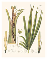 Schiede's Parlor Palm Tree (Chamaedorea Schiedeana) - Roots - c. 1800's - Fine Art Prints & Posters