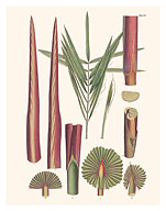Red Latan Palm Tree (Latania Lontaroides) - Leaves and Stems - c. 1800's - Fine Art Prints & Posters