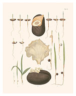 Seeds of Date Palm Tree (Phoenix dactylifera) - c. 1800's - Giclée Art Prints & Posters
