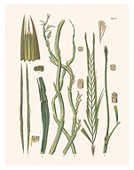 Solitary Fishtail Palm Tree (Caryota urens) - c. 1800's - Giclée Art Prints & Posters