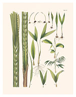 Caribbean Royal Palm Tree (Roystonea Oleracea) - c. 1800's - Giclée Art Prints & Posters