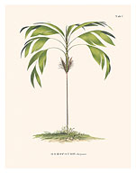 Evergreen Palm Tree (Hyospathe Elegans) - c. 1800's - Giclée Art Prints & Posters