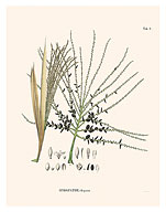 Palm Seeds and Flowers (Hyospathe Elegans) - c. 1800's - Giclée Art Prints & Posters