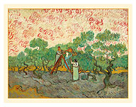 Women Picking Olives - c. 1889 - Giclée Art Prints & Posters