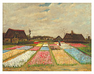 Flower Beds in Holland - c. 1883 - Giclée Art Prints & Posters