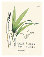 Parlor Palm (Chamaedorea elegans) - c. 1800's - Fine Art Prints & Posters