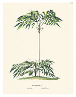 Geonoma Microstachys Acaulis Palm - c. 1800's - Fine Art Prints & Posters