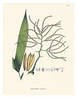 Geonoma Maxima - Palm Leaf - c. 1800's - Fine Art Prints & Posters