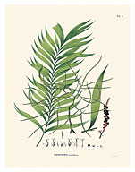 Geonoma Maxima - Palm Tree - c. 1800's - Fine Art Prints & Posters