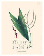 Geonoma Acutiflora Palm (Geonoma baculifera) - c. 1800's - Fine Art Prints & Posters