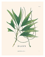 Palm Tree Leaf (Geonoma Laxiflora) - c. 1820's - Fine Art Prints & Posters