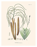 Guarika Palm Tree (Geonoma Schottiana) - c. 1820's - Fine Art Prints & Posters