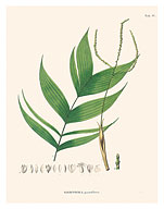 Ouricana Palm Tree Leaf (Geonoma Pauciflora) - c. 1820's - Fine Art Prints & Posters