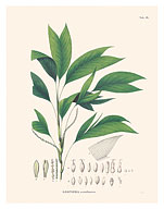 Palm Tree Leaf (Geonoma Arundinacea) - c. 1820's - Fine Art Prints & Posters