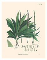 Palm Tree Leaf (Geonoma Macrostachys) - c. 1820's - Fine Art Prints & Posters